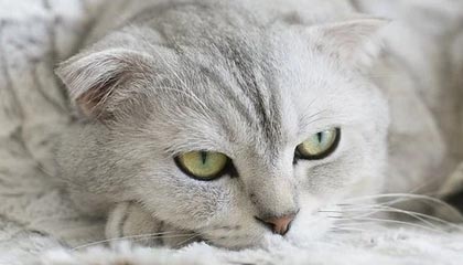 开云体育平台：让热爱在云端放大，共赴每一个精彩瞬间