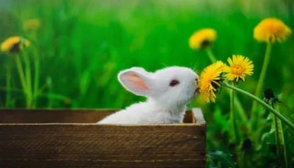 开云：让云端成为生活的新日常